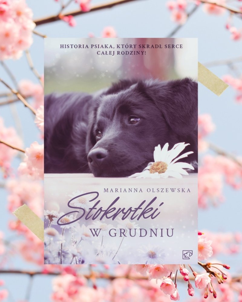 Stokrotki w grudniu - rok na rynku i letnia akcja z autografem